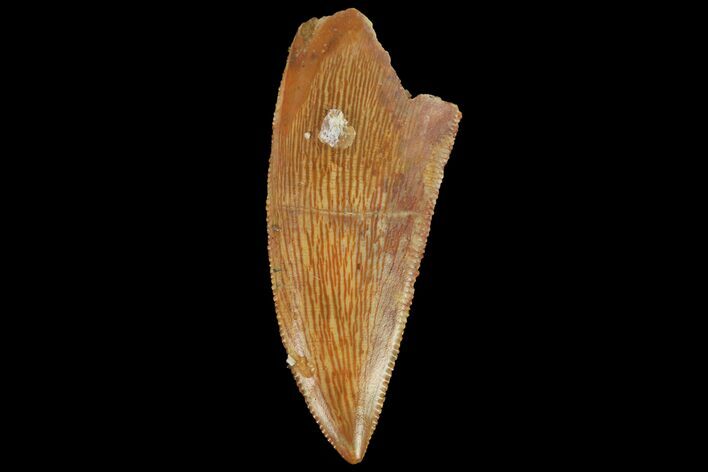 Serrated, Raptor Tooth - Real Dinosaur Tooth #134524